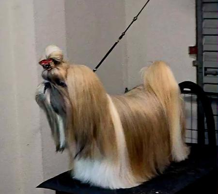 Shih Tzu for sale by ROSTANZA