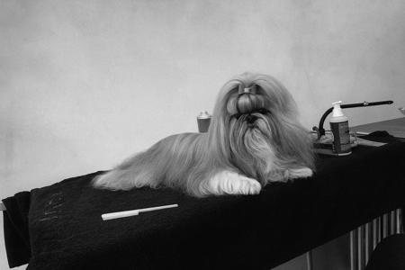 Shih Tzu for sale by ROSTANZA