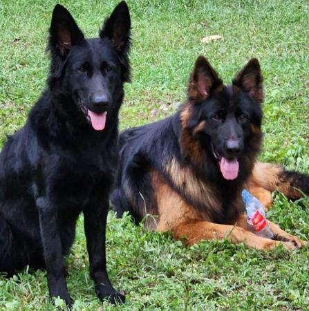 German Shepherd Dog (Long Stock Coat) for sale by SEITENGEWEHR