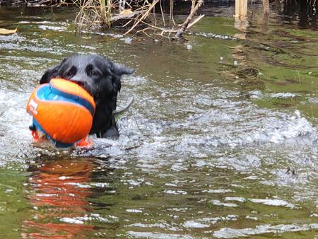 German Shepherd Dog (Long Stock Coat) for sale by SEITENGEWEHR