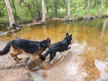 German Shepherd Dog (Long Stock Coat) for sale by SEITENGEWEHR
