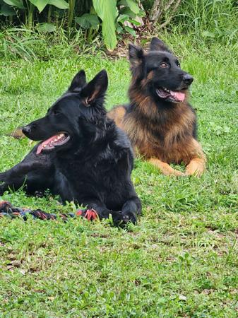 German Shepherd Dog (Long Stock Coat) for sale by SEITENGEWEHR