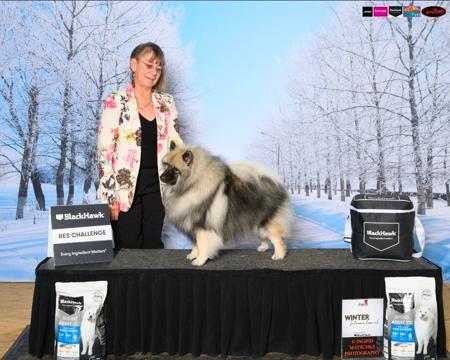 Ticol Lipstick N Tiaras Keeshond