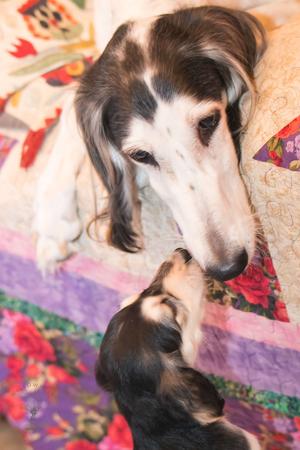 Saluki for sale by WILLOWMIST