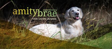 Golden Retriever for sale by TYZACKK