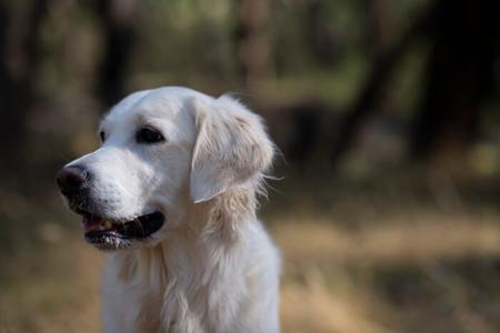 Golden Retriever for sale by AMITYBRAE