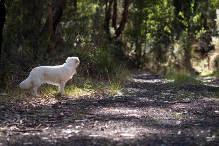 Golden Retriever for sale by AMITYBRAE