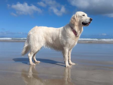 Golden Retriever for sale by AMITYBRAE