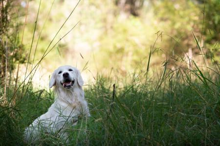 Golden Retriever for sale by AMITYBRAE