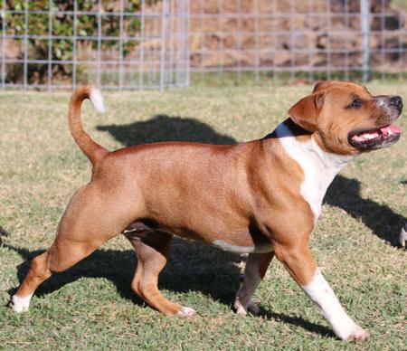 Staffordshire Bull Terrier for sale by PETRIEBORN