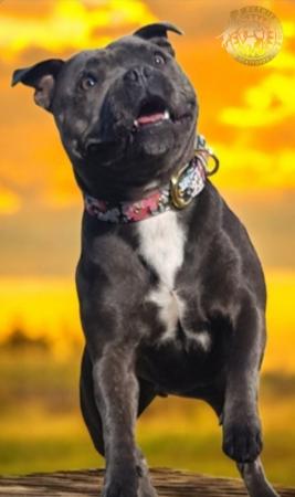 Staffordshire Bull Terrier for sale by PETRIEBORN