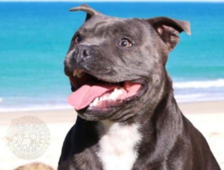 Staffordshire Bull Terrier for sale by PETRIEBORN