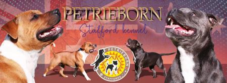 Staffordshire Bull Terrier for sale by PETRIEBORN