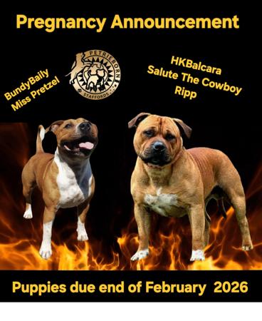 Staffordshire Bull Terrier for sale by PETRIEBORN