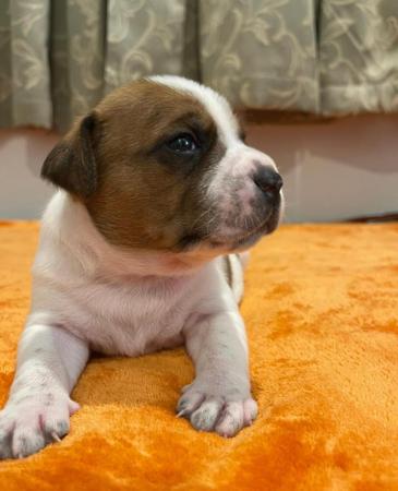 Staffordshire Bull Terrier puppy for sale by PETRIEBORN