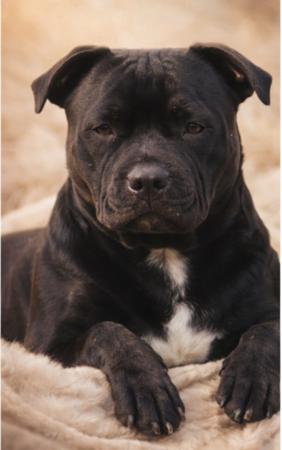 Staffordshire Bull Terrier for sale by PETRIEBORN