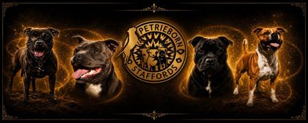 Staffordshire Bull Terrier for sale by PETRIEBORN