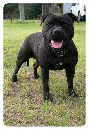 Staffordshire Bull Terrier for sale by PETRIEBORN