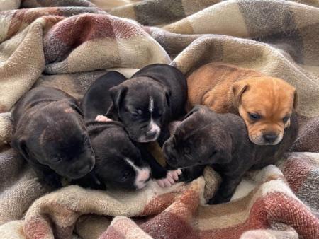 Staffordshire Bull Terrier puppy for sale by PETRIEBORN