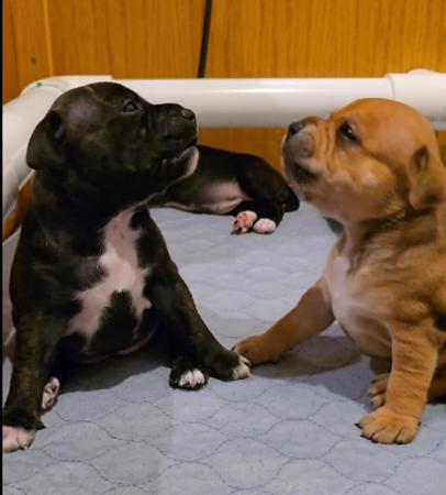 Staffordshire Bull Terrier puppy for sale by PETRIEBORN