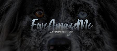 Australian Shepherd for sale by EWEAMAZEME