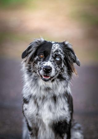 Australian Shepherd for sale by EWEAMAZEME