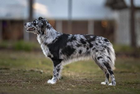 Australian Shepherd for sale by EWEAMAZEME