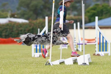 Australian Shepherd for sale by EWEAMAZEME