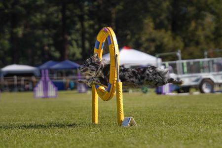 Australian Shepherd for sale by EWEAMAZEME