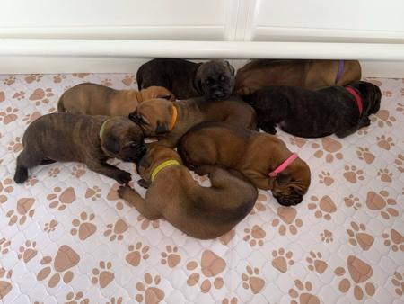Cane Corso for sale by LAVITTORIA