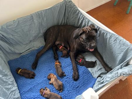 Cane Corso for sale by LAVITTORIA