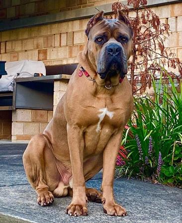 Cane Corso for sale by LAVITTORIA