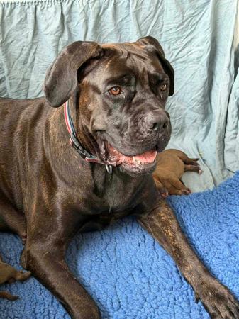 Cane Corso for sale by LAVITTORIA