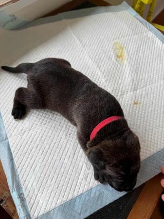 Cane Corso for sale by LAVITTORIA