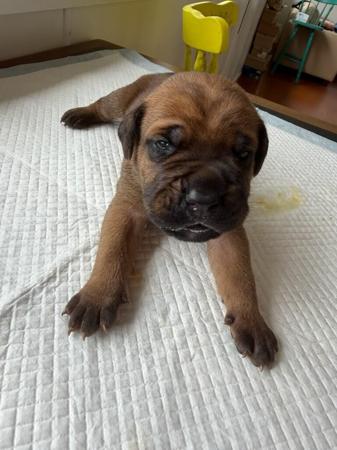 Cane Corso for sale by LAVITTORIA