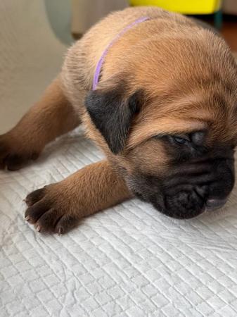 Cane Corso for sale by LAVITTORIA