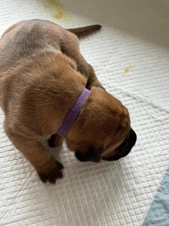 Cane Corso for sale by LAVITTORIA