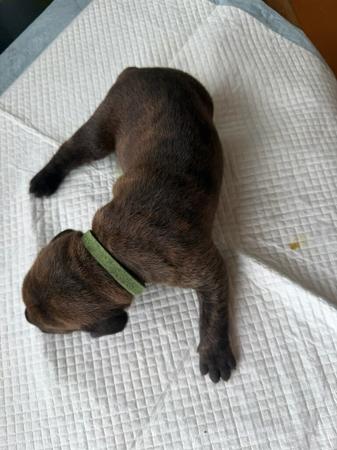 Cane Corso for sale by LAVITTORIA