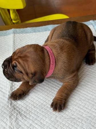 Cane Corso for sale by LAVITTORIA