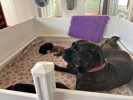 Cane Corso for sale by LAVITTORIA
