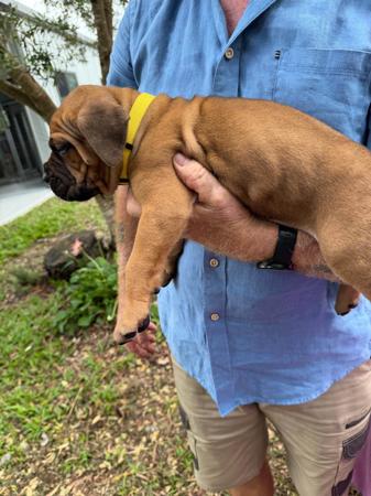 Cane Corso for sale by LAVITTORIA