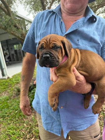 Cane Corso for sale by LAVITTORIA