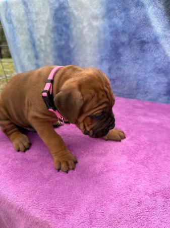 Cane Corso for sale by LAVITTORIA