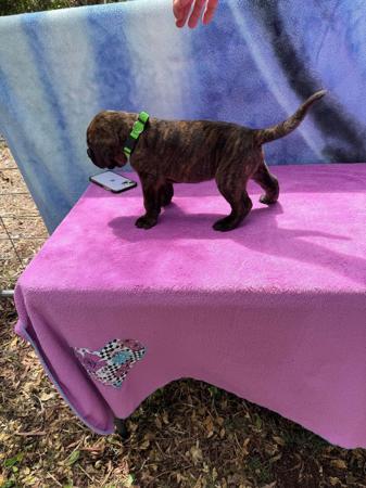 Cane Corso for sale by LAVITTORIA