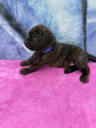 Cane Corso for sale by LAVITTORIA