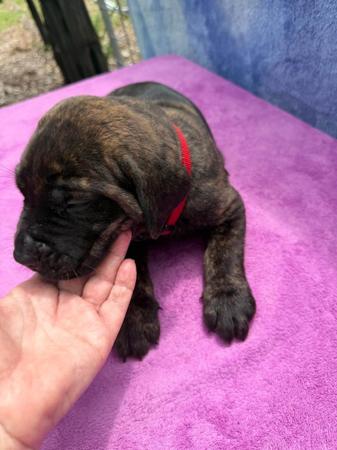 Cane Corso for sale by LAVITTORIA