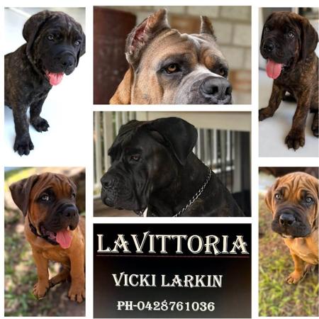 Cane Corso puppy for sale by LAVITTORIA
