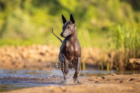 Xoloitzcuintle (Standard) for sale by ASHENFALL