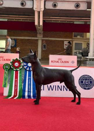 Xoloitzcuintle (Standard) for sale by ASHENFALL