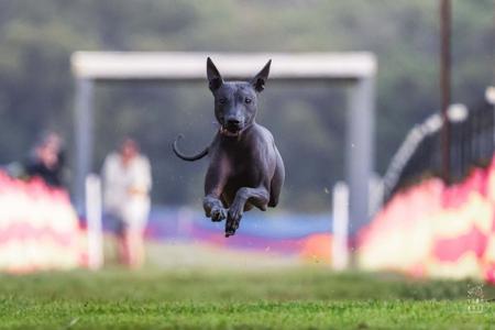 Xoloitzcuintle (Standard) for sale by ASHENFALL